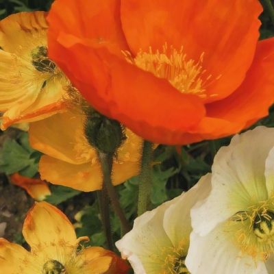 华体育会app官方下载