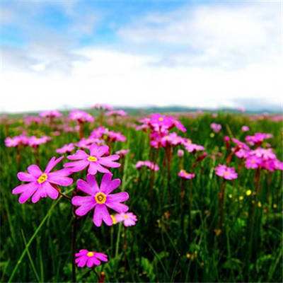 新万博在线体育